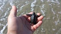 Acapulco City Tour: Divers, Chapel of Peace  and Baby Turtle Release