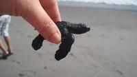 Coyuca Lagoon Tour in Acapulco and Baby Turtle Release