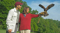 Beginners Falconry Experience