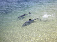 3-Day Monkey Mia Dolphins, Pinnacles Desert and Kalbarri National Park Tour from Perth