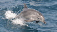 Charleston Wildlife Stand up Paddleboard Tour