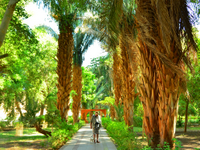 Excursion privée en felouque: jardin botanique d'Assouan