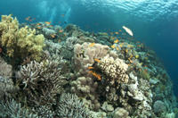 Glass Bottom Boat Cruise and Coral Reef Viewing