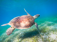 Plongée libre en mer Rouge