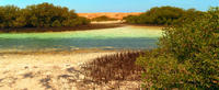 Private Tour: Mangroves