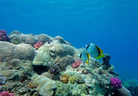 Sous-marin Sinbad en mer Rouge