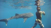 Snorkeling at Catalina Island