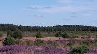 Privater Landausflug: Invergordon nach Culloden, Clava Cairns, Cawdor Castle und Loch Ness Privater Landausflug: Invergordon nach Culloden, Clava Cairns, Cawdor Castle und Loch Ness