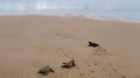 Sea Turtle Release in Puerto Escondido