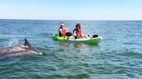 Small Group Dolphin Kayak Eco-Tour