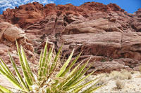 Red Rock Canyon Tour