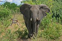 5-Day Victoria Falls and Chobe National Park Tour with Round-Trip Flight from Johannesburg