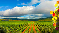 Guadalupe Valley Wine Route Tour in Baja California