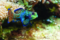 New England Aquarium Admission New England Aquarium Admission