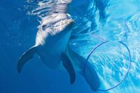 Winter the Dolphin Tour at Clearwater Beach from Orlando