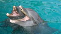 Palma Sola Bay Sightseeing Dolphin Cruise
