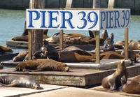 Passe aux attractions de l'embarcadère 39