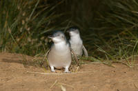 Éco-excursion verser Phillip Island Penguin Parade, au départ de Melbourne