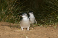 Phillip Island Penguin Small Group Eco Tour from Melbourne