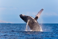 Sortie d'observation des baleines en zodiac