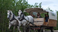 Draft Horse Drawn Covered Wagon Tour with Back Country Dining