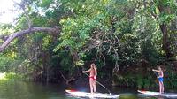 Cairns River and Rainforest Stand Up Paddleboard Tour