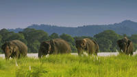 2 Nights 3 Days Jungle Safari Tours in Chitwan Nepal