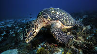 Morning Snorkeling Adventure from Cancun