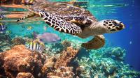 Snorkeling with Turtles in the Bay of Akumal