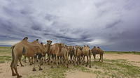 Small-Group One Day Photography Tour of Ulaanbaatar