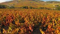 Private Tour: Cycling the Beaujolais with Wine Tasting from Lyon