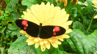 Private Full-Day Mindo Tour from Quito image 1 Private Full-Day Mindo Tour from Quito image 1
