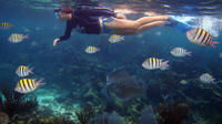 Snorkeling Tour in Playa del Carmen