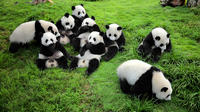 Private Tour: Chengdu Panda Breeding and Research Center Tour