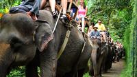 Elephant Safari Ride with Buffet Lunch in Taro