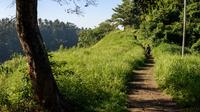 Stroll Through Rice Terraces in Ubud