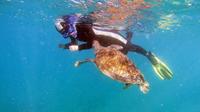 Snorkeling with Turtles in Tenerife