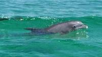 Dolphin Watch Cruise into Gulf of Mexico