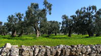 Puglia Countryside Tour with Oil Mill Visit and Extra Virgin Olive Oil Tasting