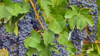 Wine Tasting in a Typical Masseria in Puglia Near Trani