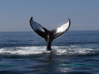 Croisière d'observation des baleines