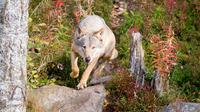 Autumn Visit to Ranua Arctic Zoo from Rovaniemi including Buffet Lunch
