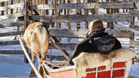 Activities,Activities,Adventure activities,Adrenalin rush,Nature excursions,Sports,Sled Ride Tour