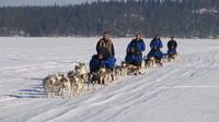 Lapland Thrill of Speed: 2-hour Husky Safari from Rovaniemi