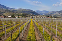 Dagstur til Valpolicella fra Venezia: Vinsmaking og Verona Dagstur til Valpolicella fra Venezia: Vinsmaking og Verona