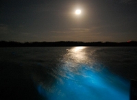Croisière nocturne sur le lagon lumineux en Jamaïque