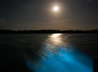 Luminous Lagoon Night Cruise in Jamaica