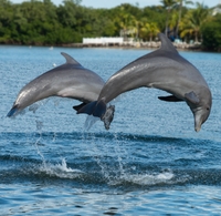 Visite combiné de la baie de Jamaïque: Baie des dauphins et croisière à Negril au coucher du soleil au départ de Montego Bay