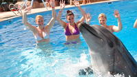 30 Minute Swim with Dolphins in Sharm el Sheikh