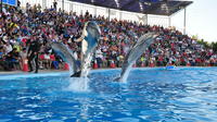 Dolphin Show in Sharm el Sheikh